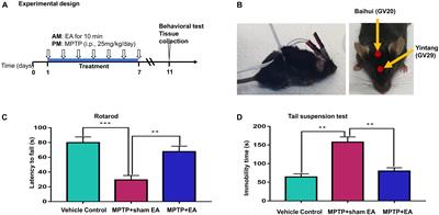Electro-Acupuncture Ameliorated <mark class="highlighted">MPTP-Induced Parkinsonism</mark> in Mice via TrkB Neurotrophic Signaling